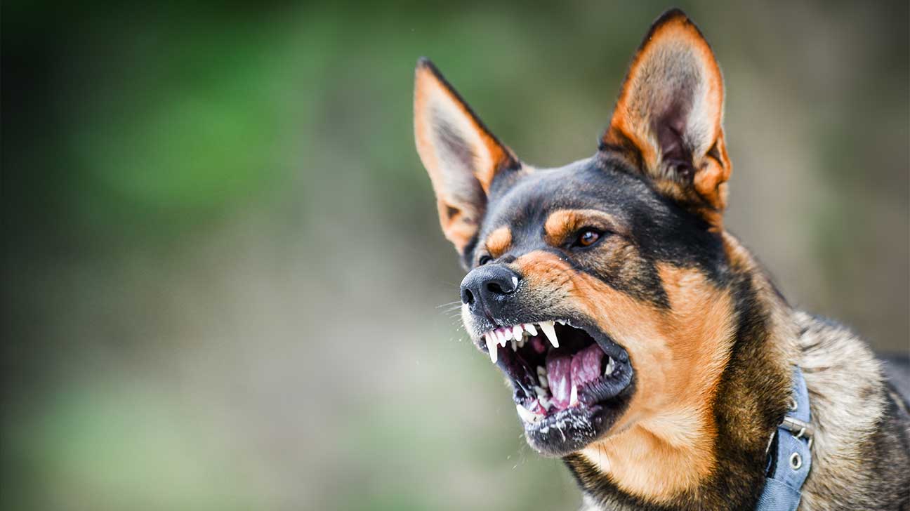 dog barking menacingly. call a dog bite attorney for compensation
